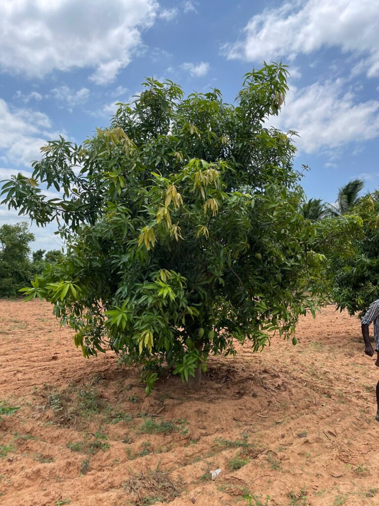 Farm Land in Tiruvallur
